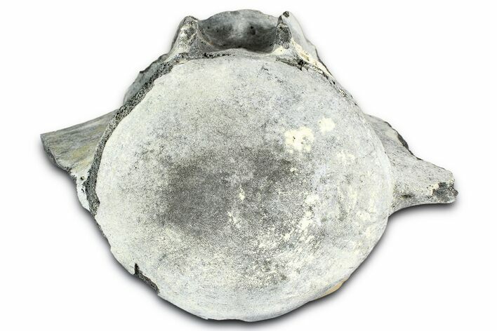 Fossil Whale Caudal Vertebra - Yorktown Formation #362059